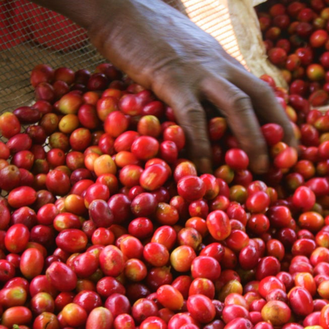 Burundi Kibingo SCR15 Washed Filter