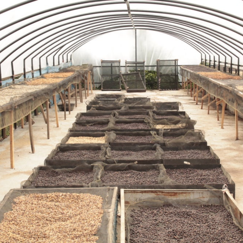 ინდონეზია დამუშავება - თაფლი, ფილტრი | Indonesia Barokah Kerinci Honey Farmgate Initiative Filter