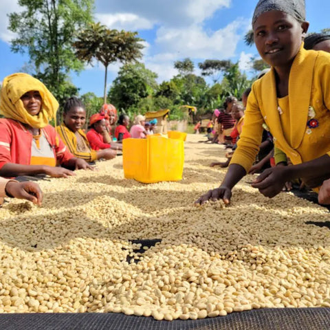 Ethiopia Yirgacheffe Chelbesa Washed Filter