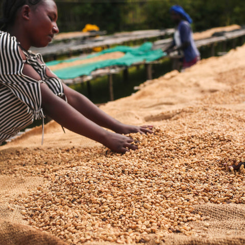 Ethiopia Daye Bensa Keramo Natural Espresso