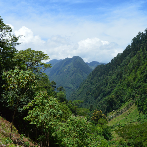 Colombia Popayán Decaf Washed Omni