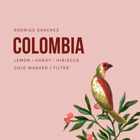 Colombia Rodrigo Sanchez Cold Washed Filter