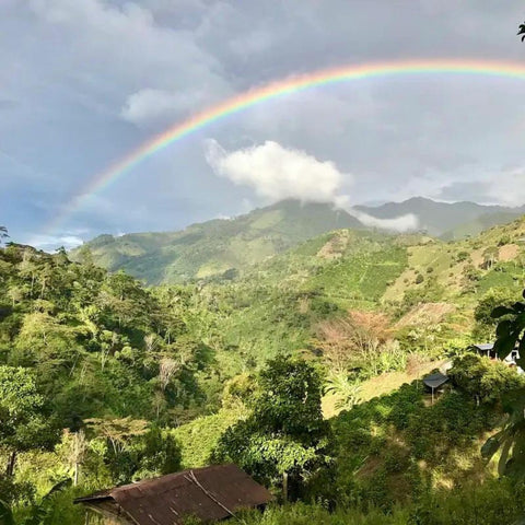 Colombia Tolima Tres Rayas Gaitania Natural Espresso