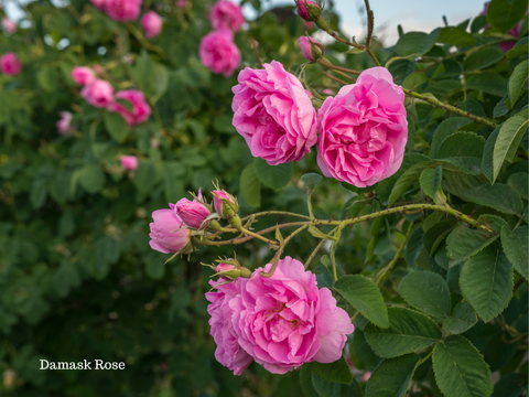 Anousha's Passion Tea