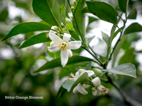 Anousha's Relaxation Tea