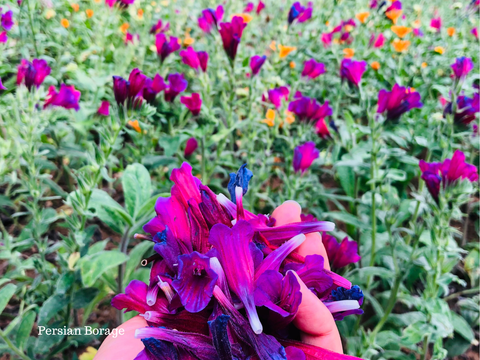 Anousha's Relaxation Tea